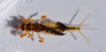 Hexagenia limbata nymph at the University of Mississippi Field Station