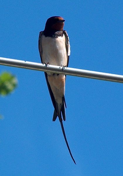 File:Hirundo rustica0.jpg