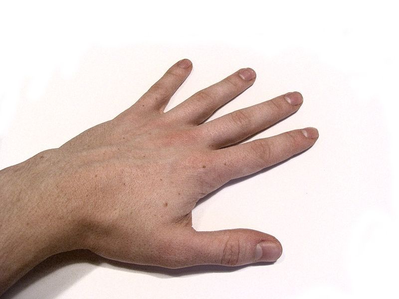 File:Human Hand.jpg