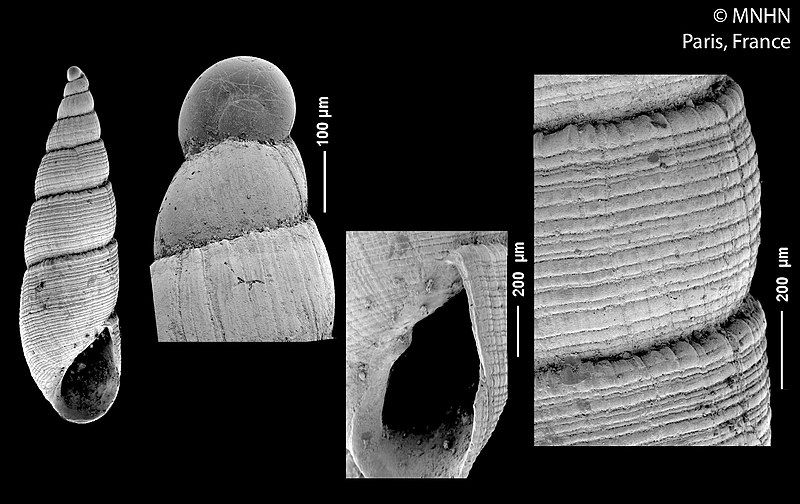 File:Iphiana danieli (MNHN-IM-2000-32342).jpeg