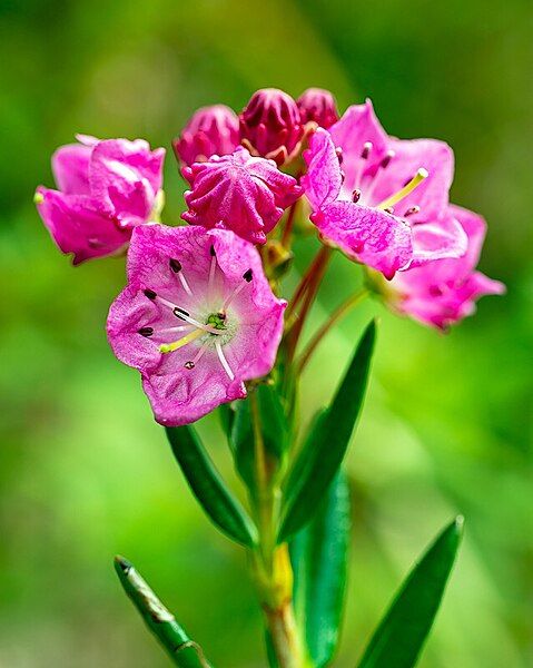 File:Kalmia microphylla.jpg