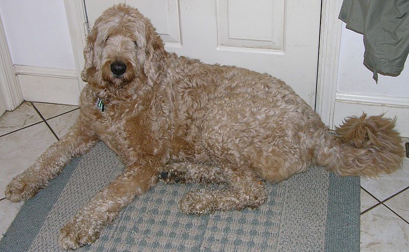 File:Labradoodle Laying 2375px.jpg