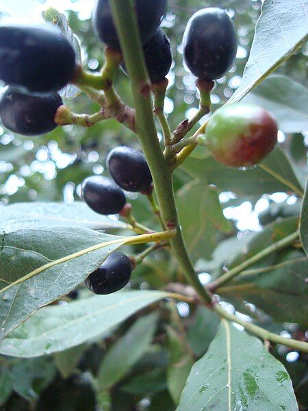 File:Laurel berries.jpg