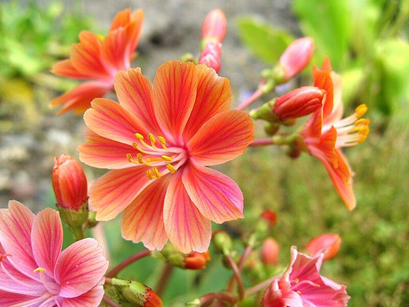 File:Lewisia c.jpg