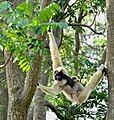 Pileated gibbon. Cambodia has the largest population in the world of this endangered ape.