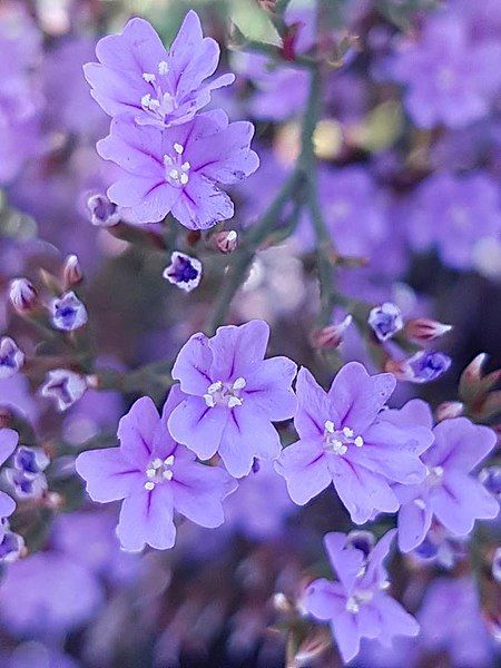 File:Limonium scabrum00.jpg