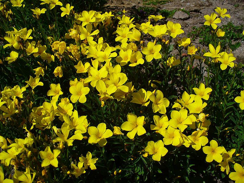 File:Linum flavum 01.JPG