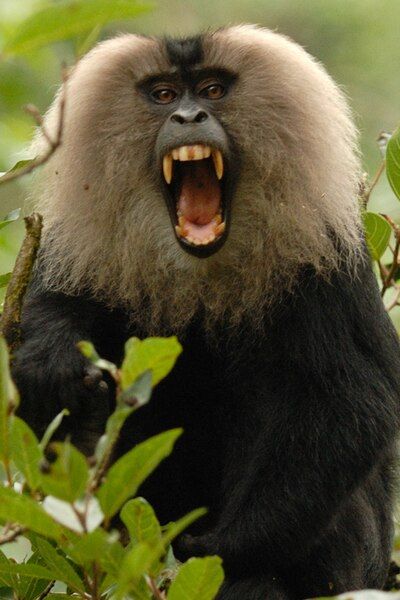 File:Lion-tailed macaque canine.jpg