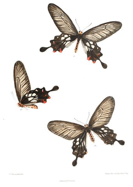 File:Losaria cacharensis 439.png