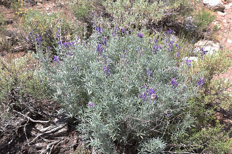 File:Lupinus argenteus plant.jpg