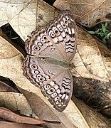 Grey pansy (Junonia atlites)