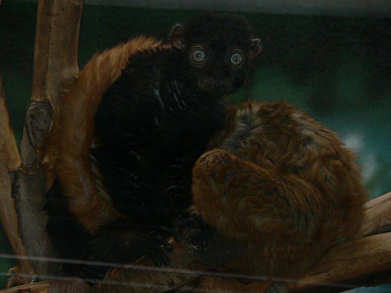 File:MP-Eulemur macaco flavifrons1.jpg