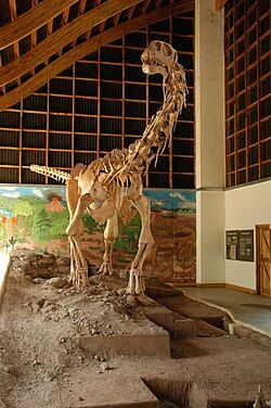 Malawisaurus (Malawi lizard) on display at the Cultural Museum Centre Karonga