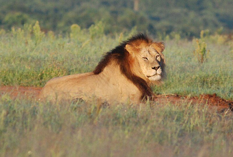 File:Male lion (Addo).JPG