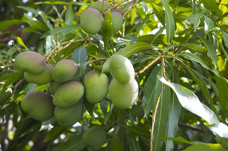 File:Mango tree (22708493).jpg