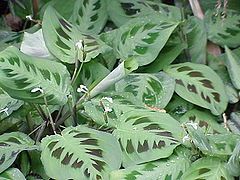 Maranta leuconeura (Marantaceae)