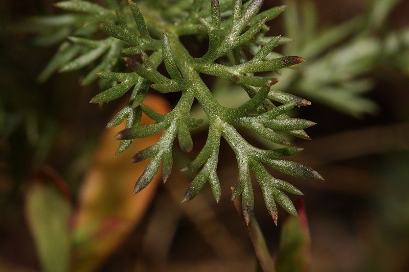 File:Matricaria discoidea 2637.JPG