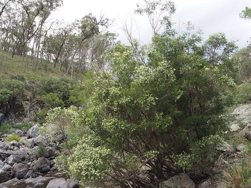 File:Melaleuca bracteata habit.jpg