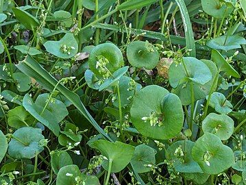 The cauline leaves are perfoliate.