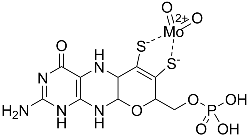 File:Molybdenum cofactor.png