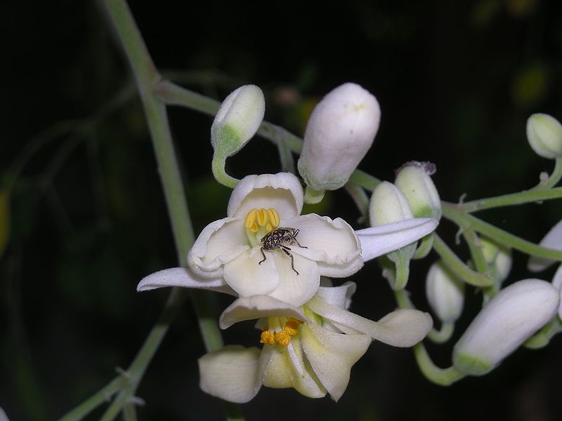 File:Moringa Oleifera.jpg