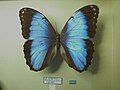 Morpho helenor pindarus