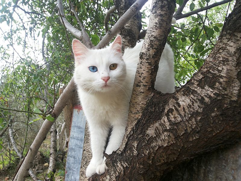 File:My cat hala.jpg