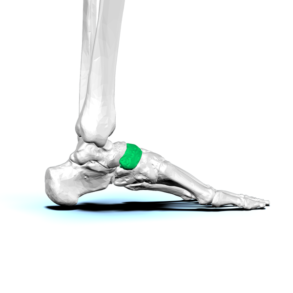 File:Navicular bone12.png