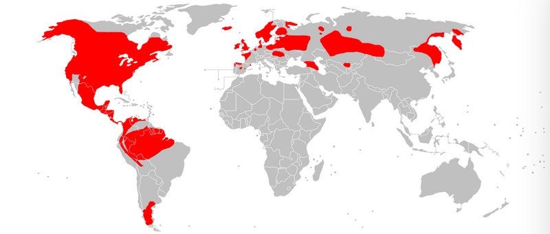 File:Neogale range.png