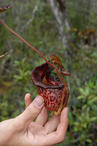 File:Nepenthes maxima Anggi4.jpg