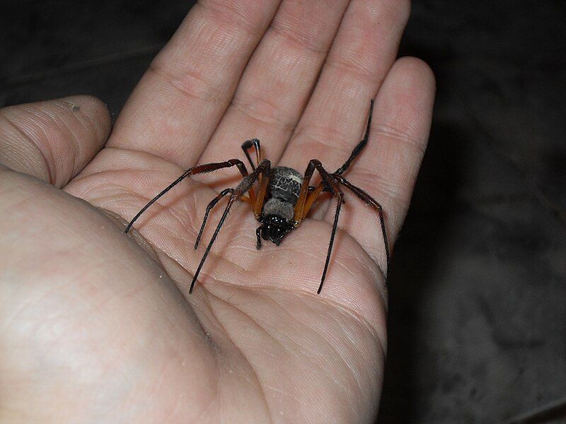 File:Nephila clavipes argentina.jpg