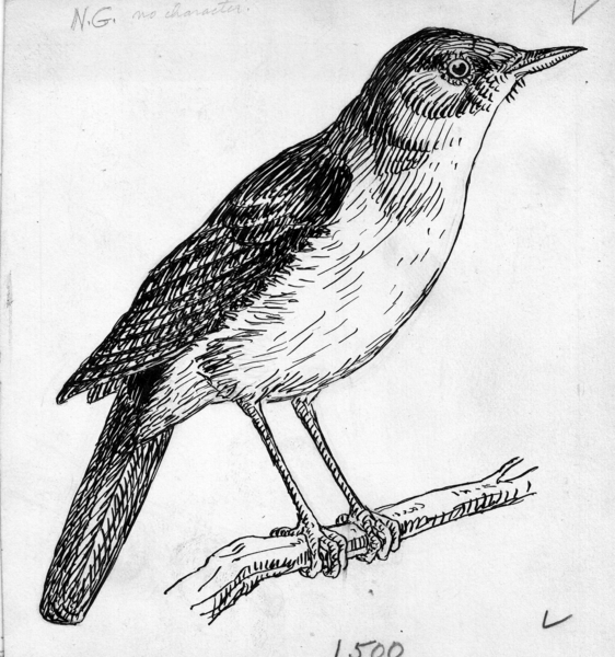 File:Nightingale (PSF-N620001 (cropped)).png