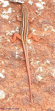 Dorsal view