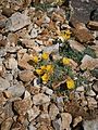 Papaver rhaeticum