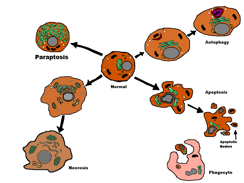 File:Paraptosis.svg