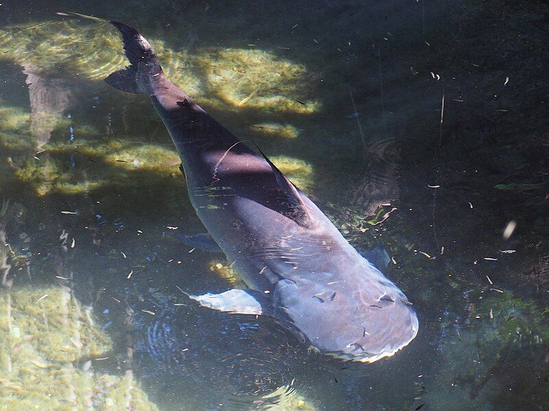 File:Paroon shark catfish.jpg