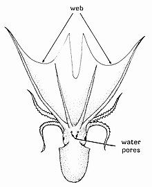 Adult female Tremoctopus