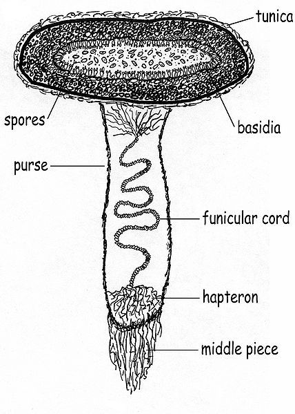 File:Peridiole cross section.jpg