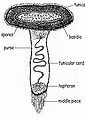 A labeled cross section of of a fungal spore-bearing structure.