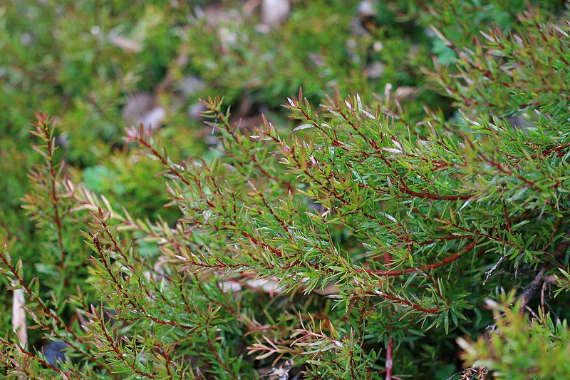 File:Persoonia oxycoccoides.jpg