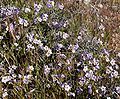 Phacelia fremontii