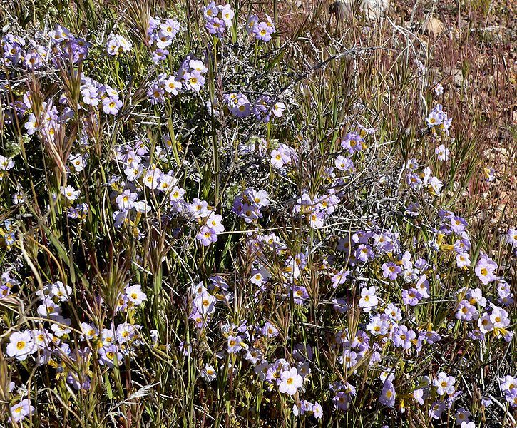 File:Phacelia fremontii mass.jpg