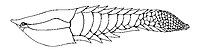 Poraspis, a genus of armored jawless fish from the Late Silurian of Canada, Norway, and the U.S.