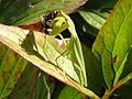 Praying mantis feeding on a fly (New Zealand)