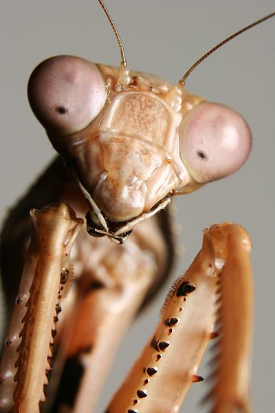 File:Prohierodula picta Mantis.jpg