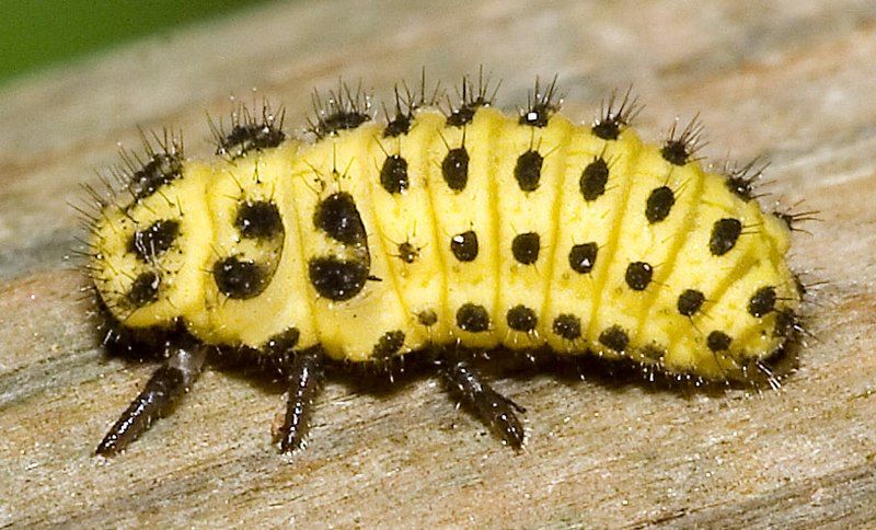 File:Psyllobora.vigintiduopunctata.6921.larva.jpg