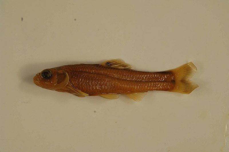 File:Pugnose minnow.jpg