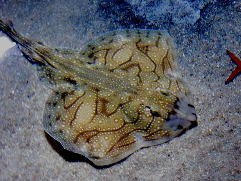 File:Raja undulata 2.jpg