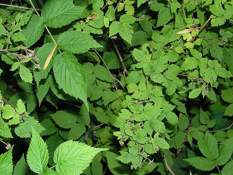 File:Raspberry Leaves.JPG