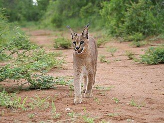 Caracal